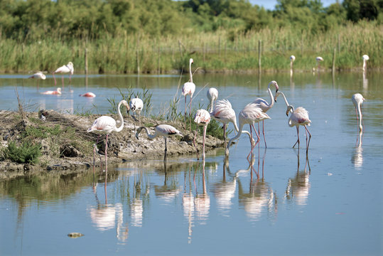 Group of flamingos (Phoenicopterus ruber) in water, in the Camargue is a natural region located south of Arles, France, between the Mediterranean Sea and the two arms of the Rhône delta