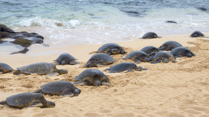 Fototapeta na wymiar Marine Biology adult female sea turtles arriving to sandy shores to lay their eggs