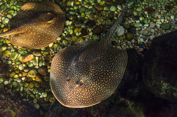 Fototapeta premium Beautiful common stingray in freshwater river