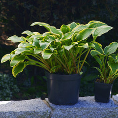 Hosta Queen Josephine in a pot / hostas / plantain lilies