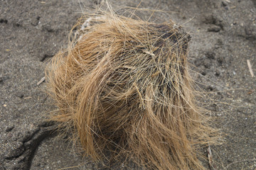 a fallen coconut on the dark sandy beach, Hairy coconut on sandy shorline