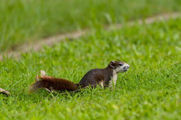 Red squirrel in Thailand playing around and looking for food on the tree living in a nature