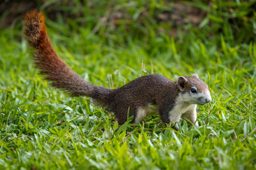 Red squirrel in Thailand playing around and looking for food on the tree living in a nature