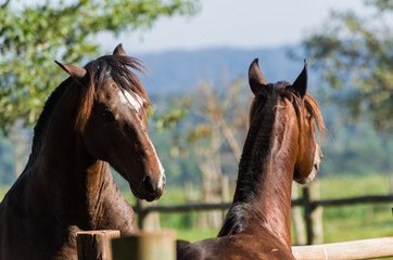 Horses of the Creole breed in farm