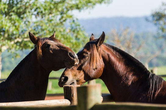 Horses of the Creole breed in farm