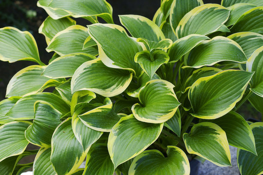 Hosta Queen Josephine / hostas / plantain lilies