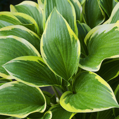 Hosta Queen Josephine / hostas / plantain lilies