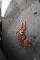 red white spoted rock crab on rock