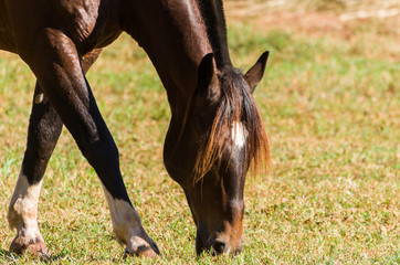 Horses of the Creole breed in farm
