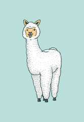 Cute Alpaca Llamas or wild guanaco on the background of Funny smiling animals in Peru for card poster invitation t-shirt. Hand drawn Elements. Engraved sketch.