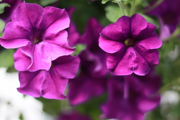 Colorful petunia flowers close up