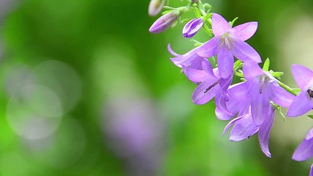 Campanula trachelium, nettle-leaved bellflower, flower