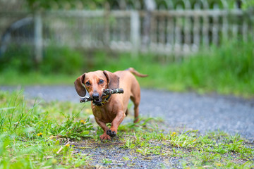 dachshund runs along the green grass