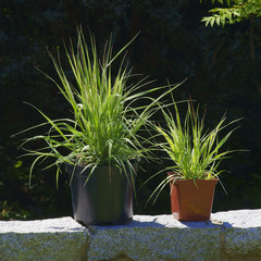 Molinia arundinacea Mostenveld in a pot / ornamental grass