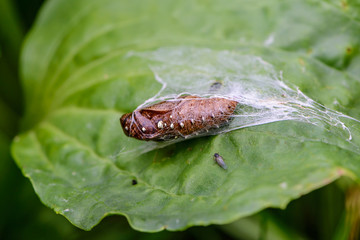 Brown butterfly cocoon with golden dots