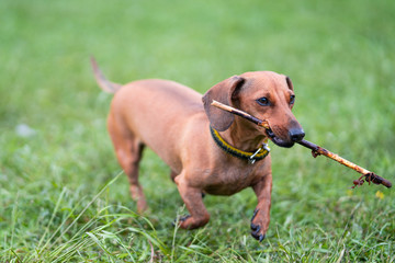 The brown dachshund plays on the grass with a cane in the teeth