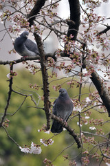 Pigeon dans un cerisier