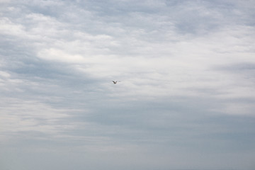little Seagull on blue sky background