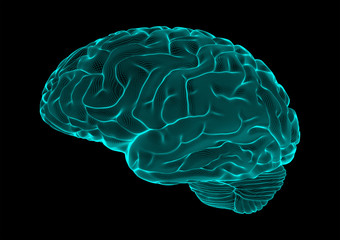 Wireframe brain vector
