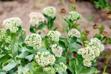 white flowers on grass background
