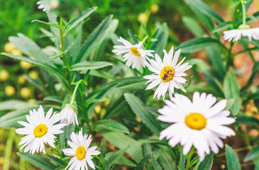 white flowers on grass background