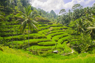 tarasy ryżowe na Bali © lipkali