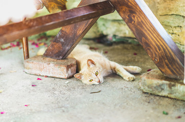 Red cat lying under the table