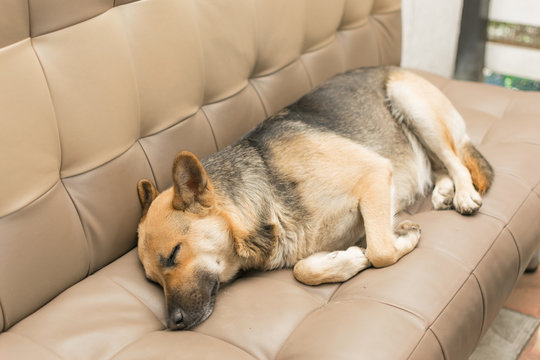 The Big Dog Is Sleeping On The Couch. Doggy Rest.