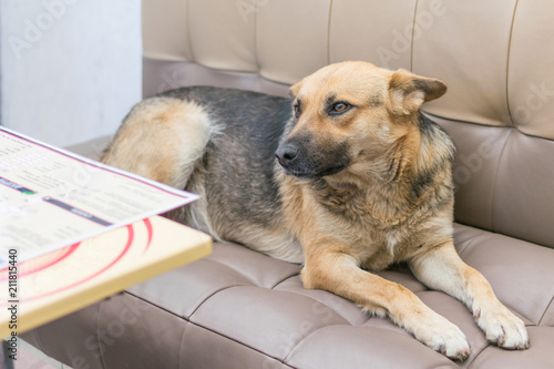 A Big Dog At A Table In A Cafe Dog Rest On The Couch Stock