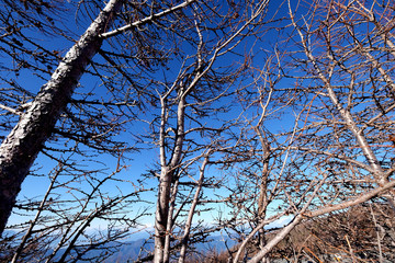 Pine and Sky During the trip to Mount Fuji.