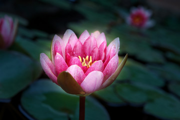 Pink Water lily garden 