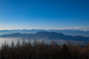 Fototapeta na wymiar Pine and Sky During the trip to Mount Fuji.