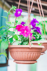 lilac flowers in a brown pot