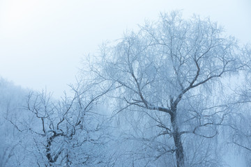 Tops of trees covered with snow in the early morning in cold colors