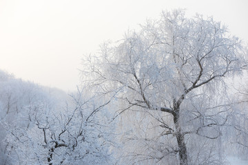 Tops of trees covered with snow in the early morning