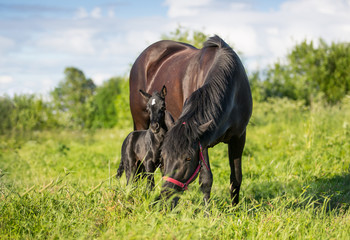 Fototapeta premium Mare and foal