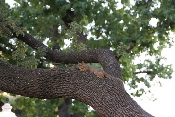 Eichhörnchen