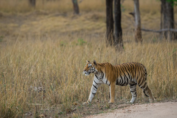 Plakat A tigress on an evening stroll from central forest of india