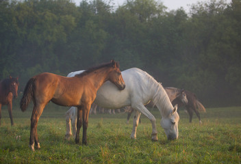 Horses at dawn