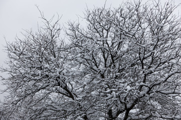 Obraz premium Trees cover with snow