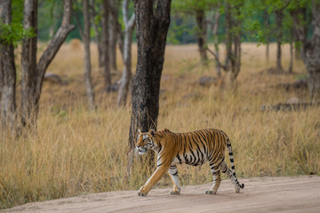 A beautiful female tigress from Kanha National Park