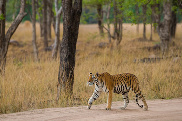 A beautiful tigress roaming around in her territory at meadows of kanha national park