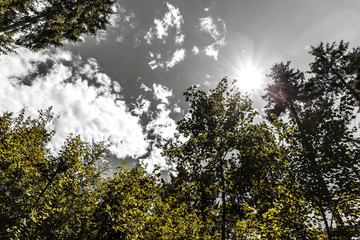 Fototapeta premium Forest under dramatic clouds