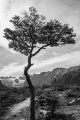 Baum in Patagonien