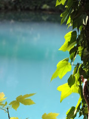 Green leaves at a bright blue pond, Germany
