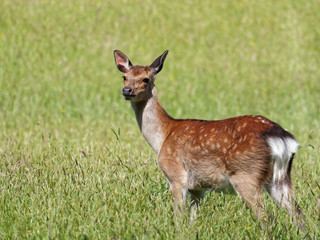 Sika Deer