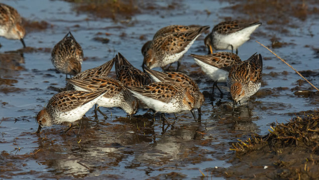 Probing Western Sandpipers