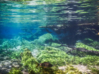Practicing diving and snorkeling, mysterious lagoon, beautiful lagoon of transparent turquoise blue water, located in the city of Bonito, Mato Grosso do Sul, Brazil