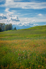 Summer Meadow Flowers in Full Bloom