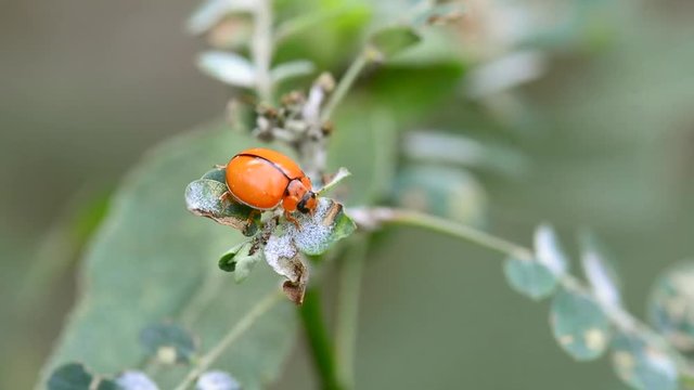 The ladybug eating food on a leaf on a nature background.
